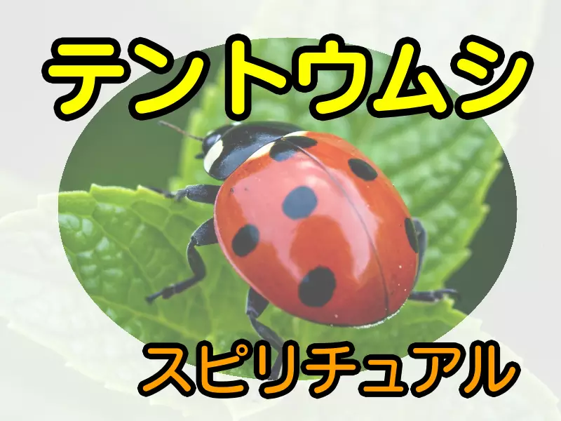 テントウムシスピリチュアル