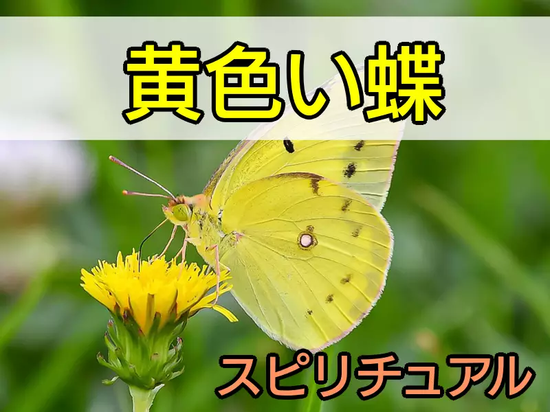 黄色い蝶スピリチュアル