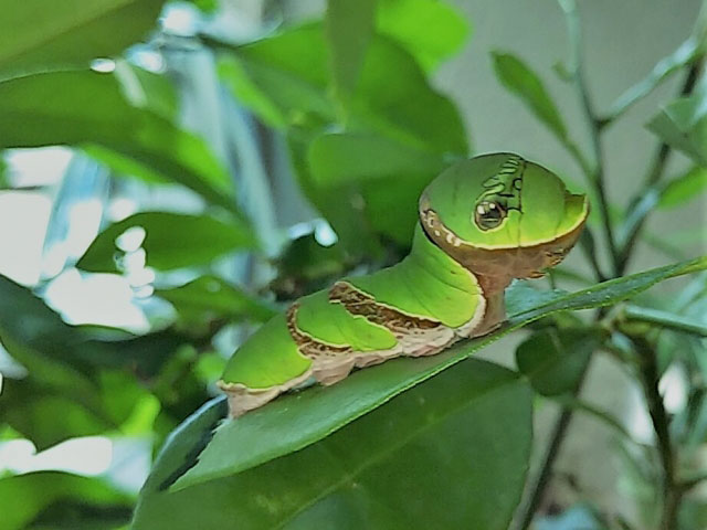 クロアゲハ幼虫